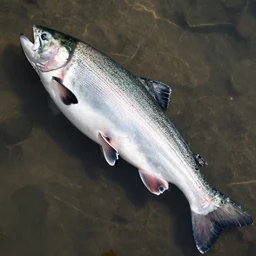 salmon of knowledge