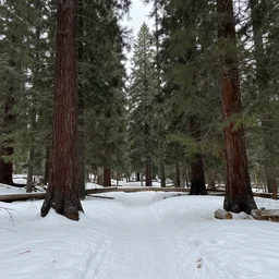 photo taken at san Bernardino national forest