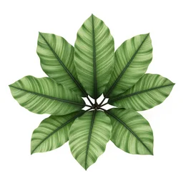 highly detailed over dimensional leaves with black vaines
