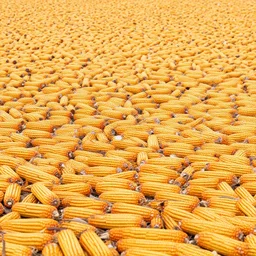 a professional photo of a massive field of ripe corn ready to harvest corn on the cob