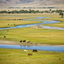 landscape, river made of karak, with cows grazing