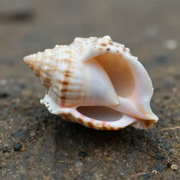see urchin shell