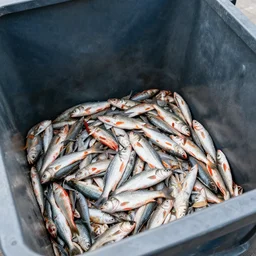 photo of the inside of a dumpster filled with fish trash