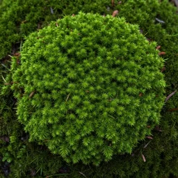 a hyperdetailed fractal moss
